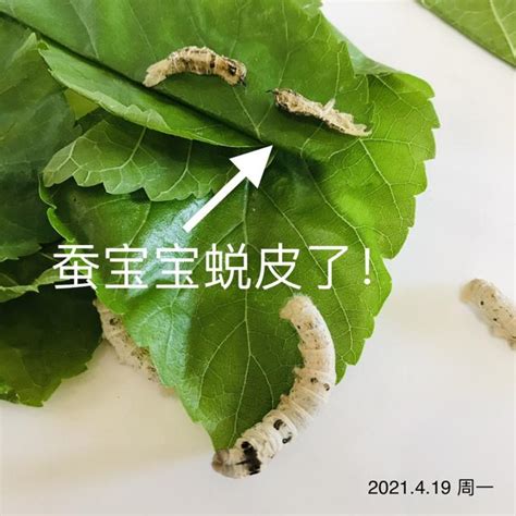 蠶卵幾天孵化|蠶寶寶的一生原來這麼短？養蠶寶寶必知的注意事項不。